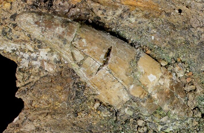 Huge, Deinosuchus Tooth In Stone - Aguja Formation, Texas #116576